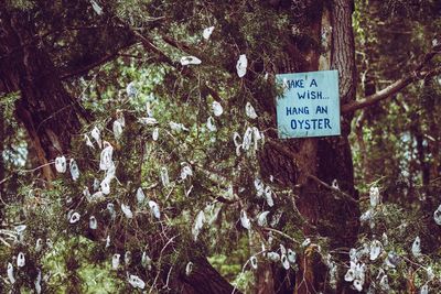 Oysters hanging on tree