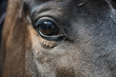 Close-up of horse eye