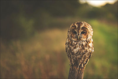 Close-up of owl perching outdoors