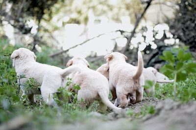 White sheep on grass