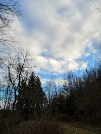 Bare trees on field against sky