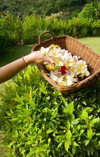 Midsection of person holding ice cream in basket