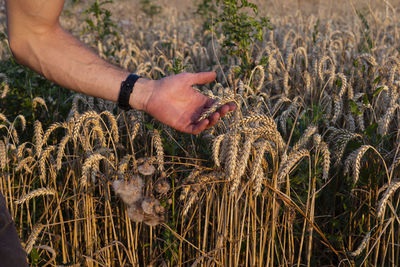 Cropped hand of person on field