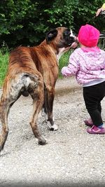 Close-up of dog