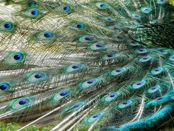 Full frame shot of peacock