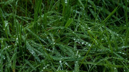 Full frame shot of wet grass on field