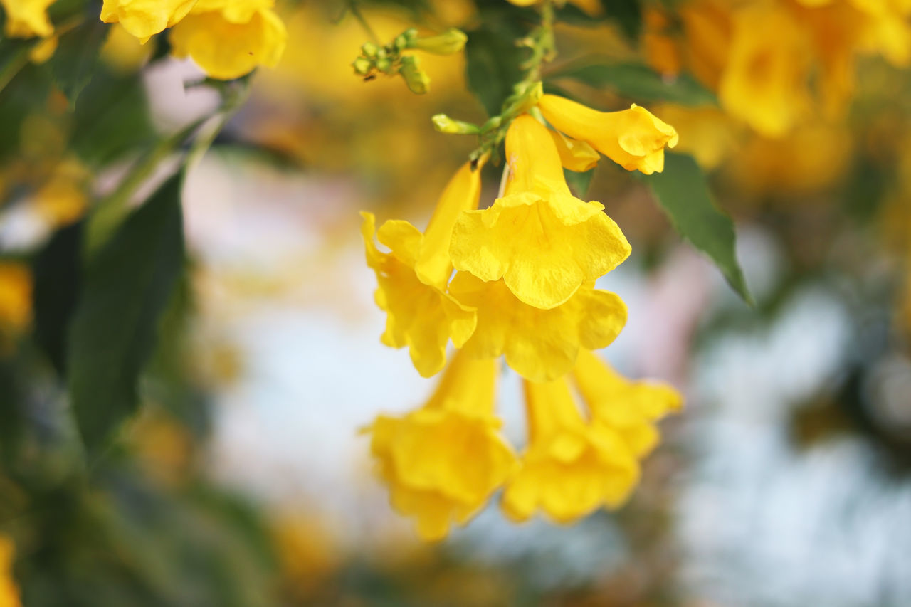 CLOSE-UP OF YELLOW FLOWER