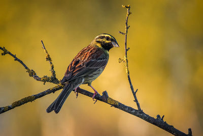 Close-up of bird perching on branch