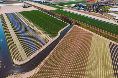 High angle view of flower field