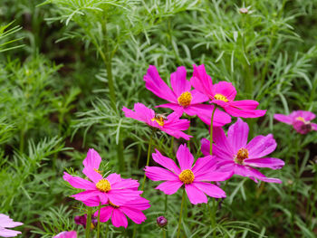 Close-up of pink flowering plants