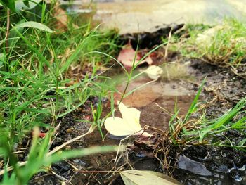 Close-up of plants growing on grassy field