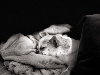 Close-up of dog sleeping