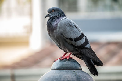 Close-up of bird perching on railing