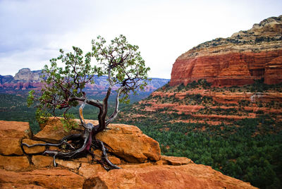 View of tree on mountain against sky
