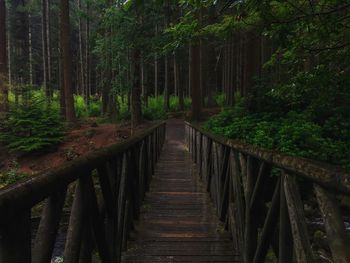 Walkway amidst trees in forest