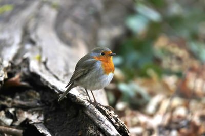 Robin perching on old tree trunk