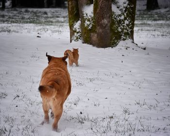 Pets on snowy field