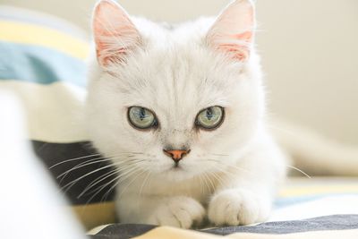 Close-up portrait of cat