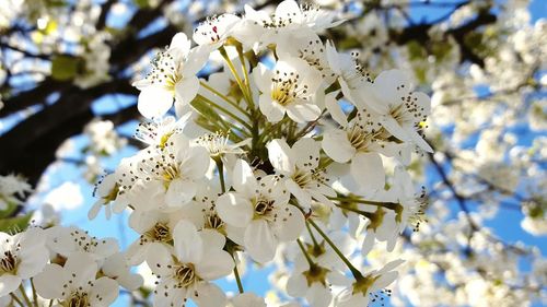 Low angle view of cherry blossoms