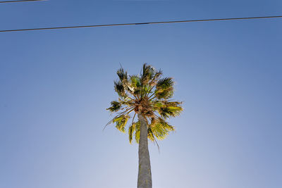 Low angle view of coconut palm tree against clear blue sky