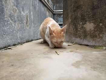 Cat sleeping on wall