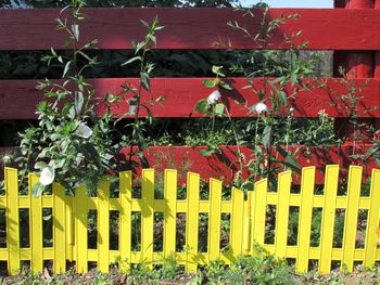 Red flowering plants by fence against yellow wall