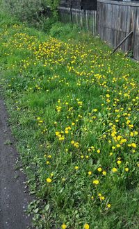 Yellow flowers blooming on field