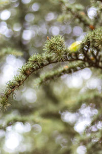 Low angle view of flowering plant