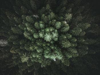 Aerial view of trees