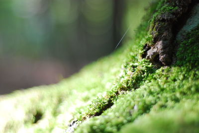 Close-up of moss growing on tree trunk