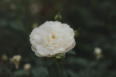 Close-up of white rose blooming outdoors