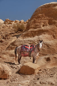 Resting horse in petra valley.