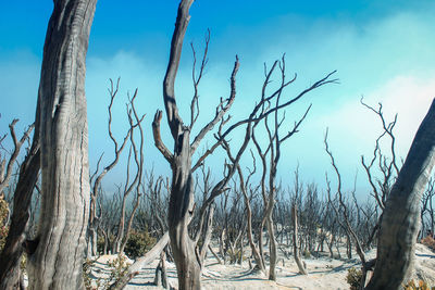 Bare trees against sky