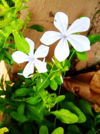 Close-up of white flowers