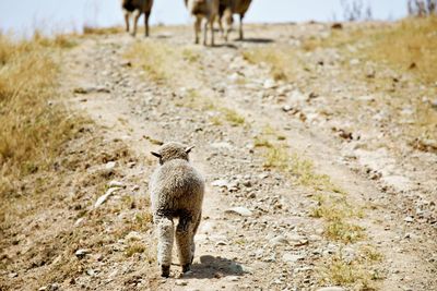 Lamb following the herd