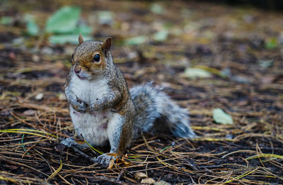 Close-up of squirrel on land
