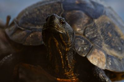 Close-up of a turtle