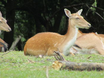 Deer in a field