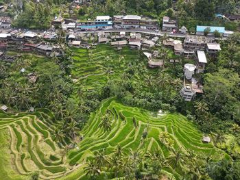 High angle view of trees and houses on field