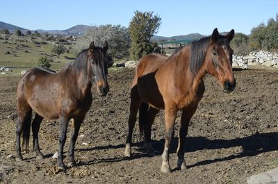 Horses standing in ranch