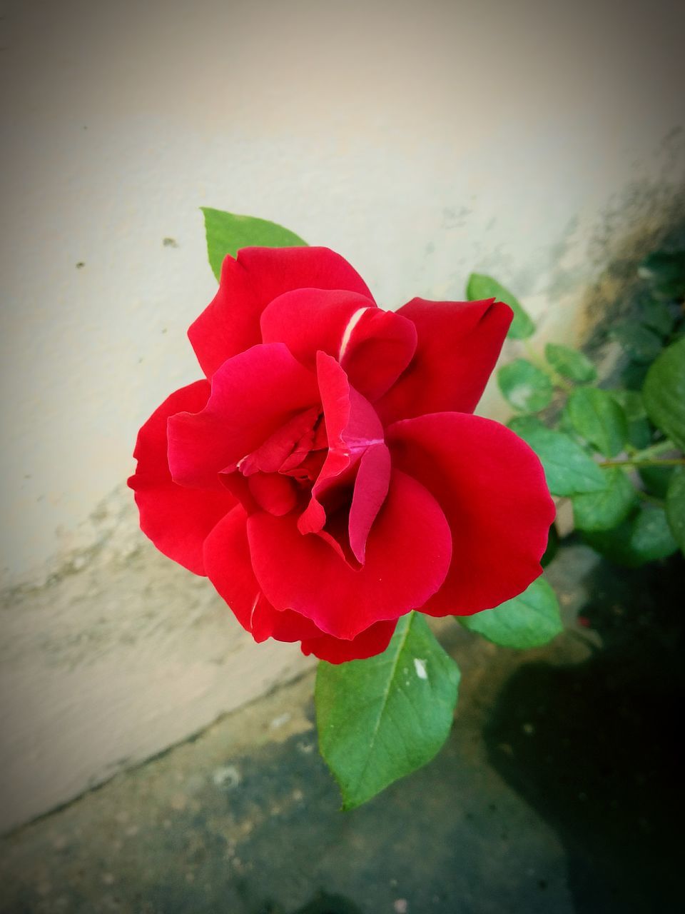 flower, petal, flower head, red, fragility, freshness, beauty in nature, growth, plant, single flower, close-up, rose - flower, indoors, leaf, nature, wall - building feature, blooming, high angle view, no people, rose