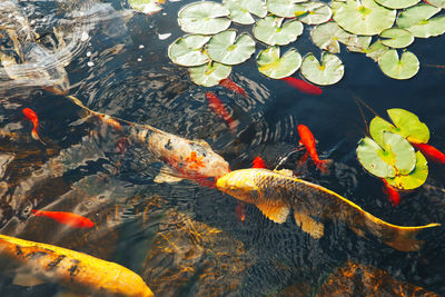 High angle view of koi carps swimming in pond