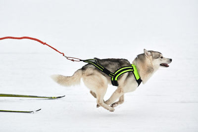 Running husky dog on sled dog racing. winter dog sport sled team competition. husky dog in harness