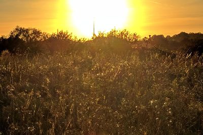 Scenic view of field against sky at sunset