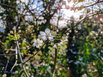 Blossoms against sunlight