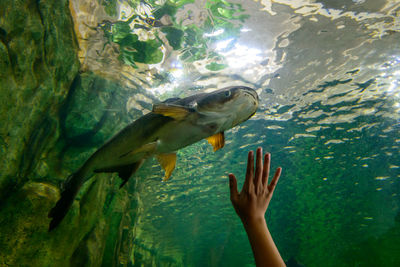 View of fish swimming in aquarium 