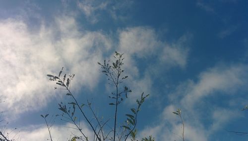 Low angle view of silhouette birds flying against sky