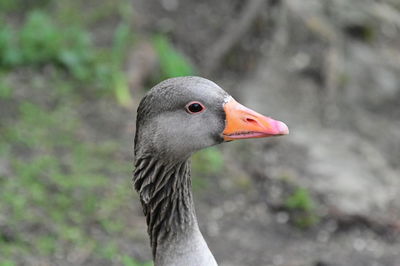 Close-up of goose
