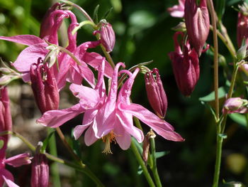 Close-up of pink flowers blooming outdoors