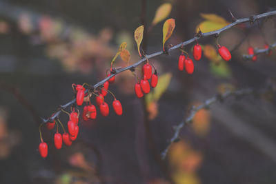 Close-up of berries growing on tree